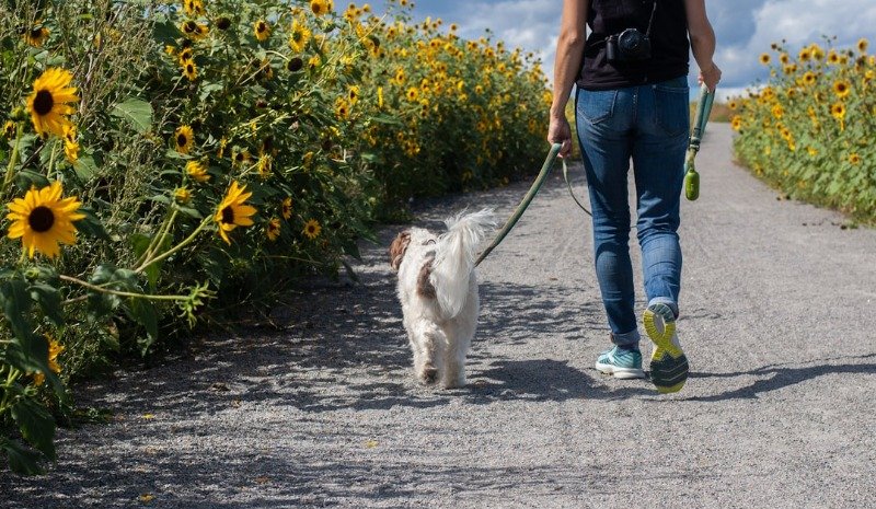 elke dag met je hond wandelen