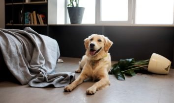 proper houden met huisdieren